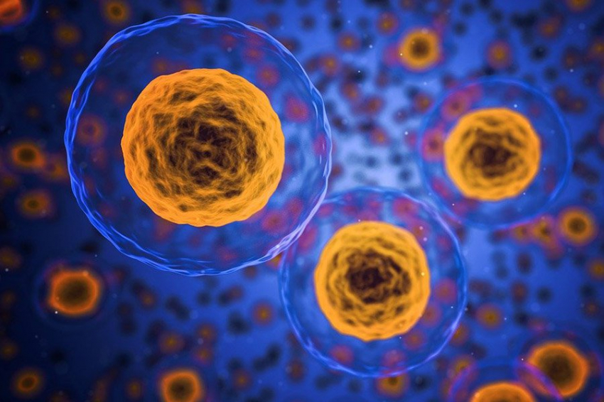 Aging Cell: клетки тела могут стареть на годы за один день