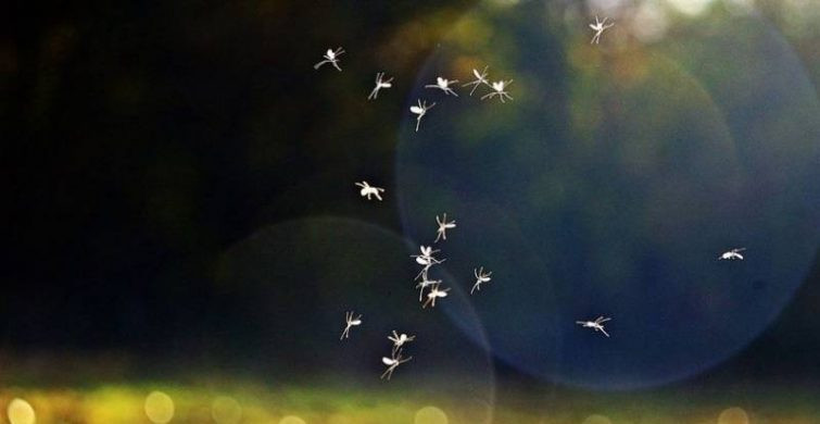 Праздник Акулины Гречишницы 26 июня 2024 года имеет исторические приметы, традиции и обряды