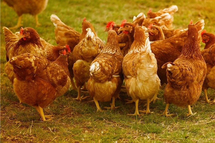 Куры с QR-кодом: пластиковые браслеты упростят работу селекционеров