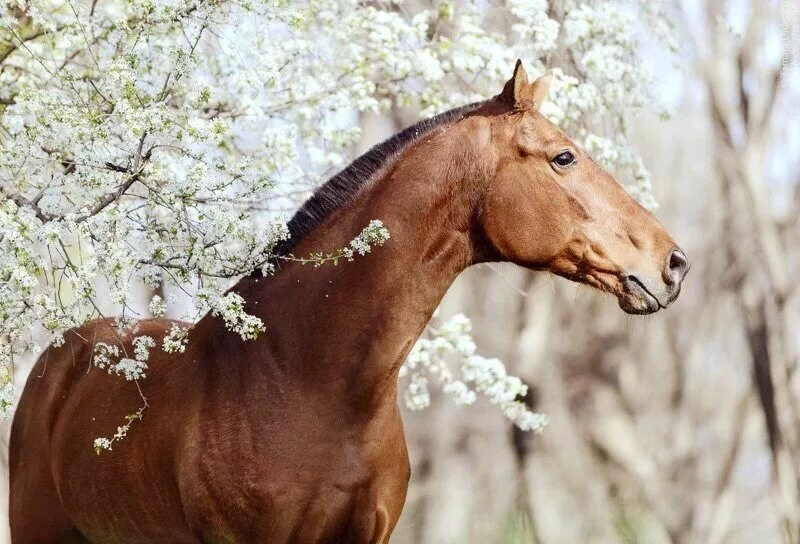 Будете принимать важные решения: восточный гороскоп на неделю с 28 апреля по 4 мая 2025 года