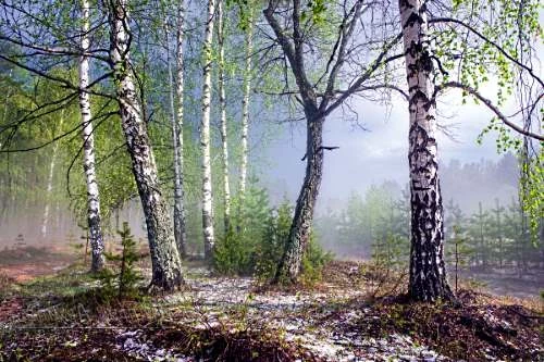 В Проклов день, 4 мая 2025 года, существуют особые приметы и поверья