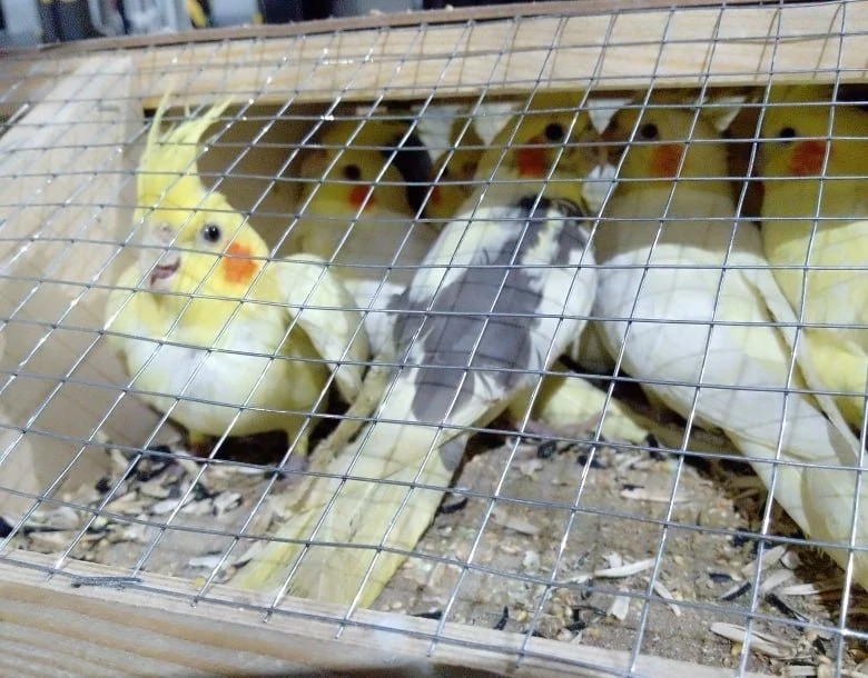 В 2025 году из Кыргызстана в Красноярск ввезли 12,6 тысячи попугаев