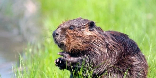 Люди заняли 7-е место в рейтинге моногамных животных, уступив бобрам и тамаринам