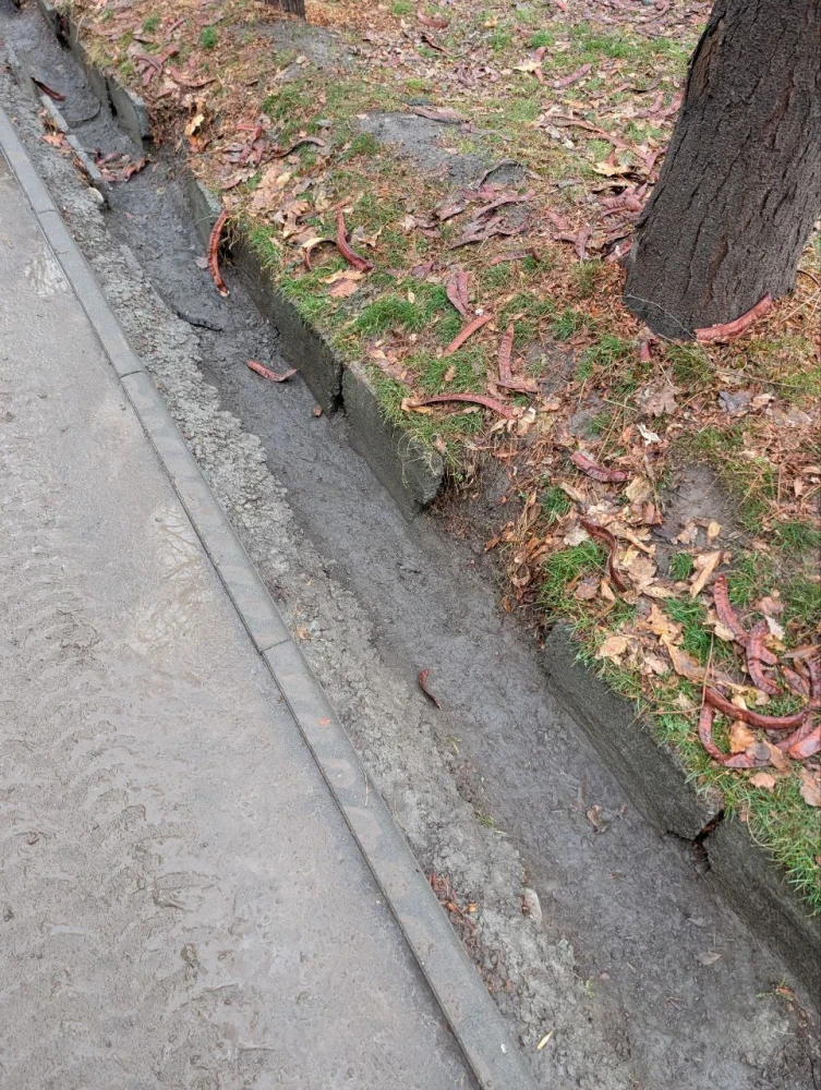 "Повредили корни и кору деревьев". Горожане жалуются на замену арыков на улице Московской