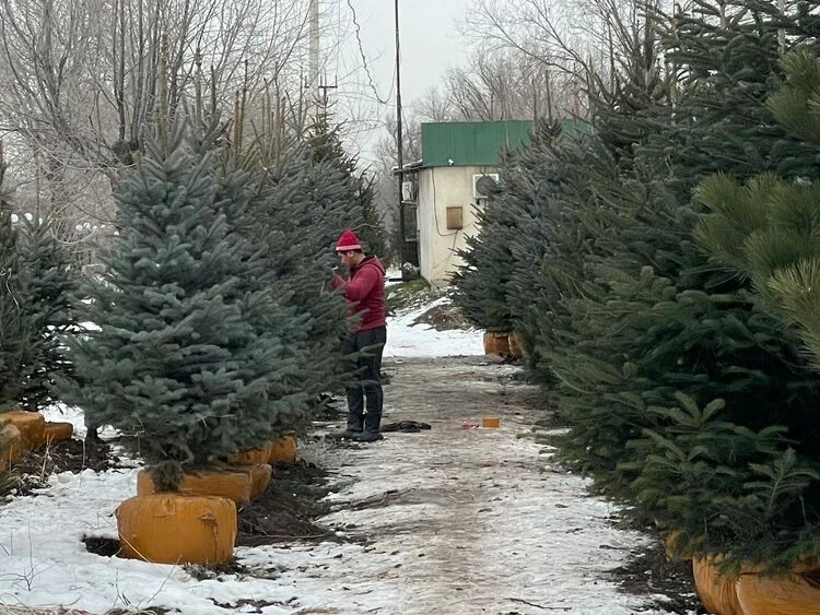 Сколько стоит новогодняя елка, как ее выбрать и о чем важно знать