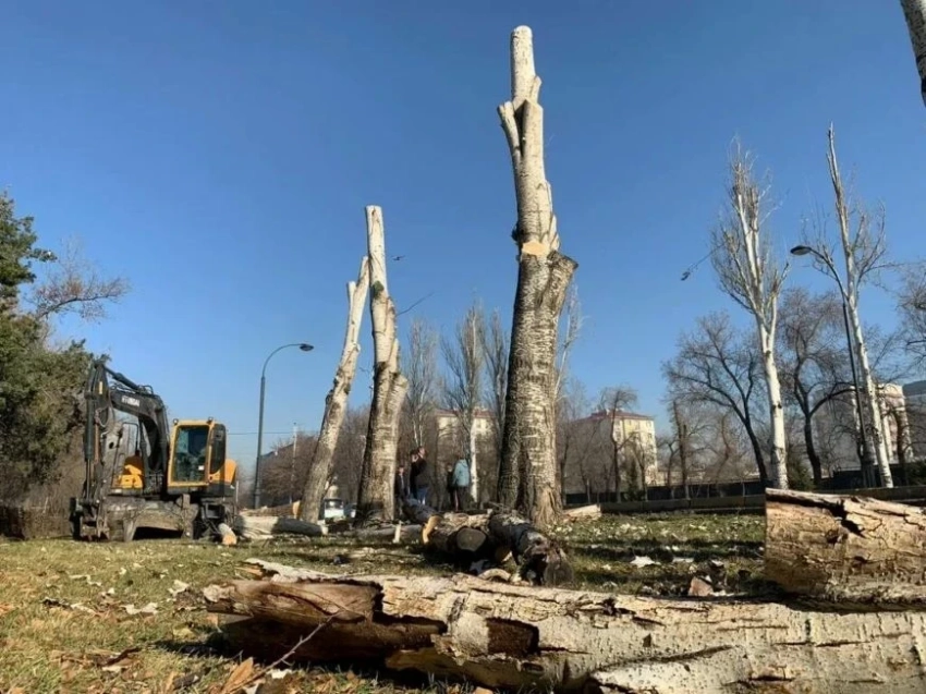 Генплан. Количество зеленых насаждений в Бишкеке сократилось на 25 процентов