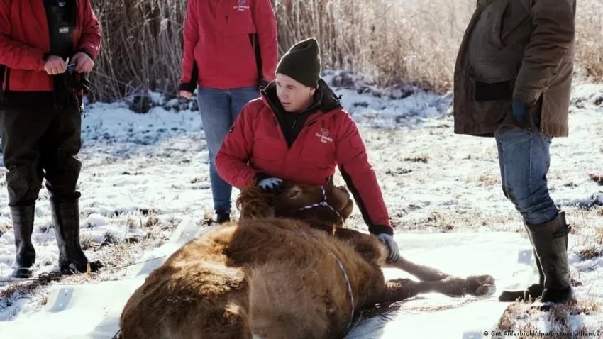 На юге Германии полгода ловили сбежавшую корову