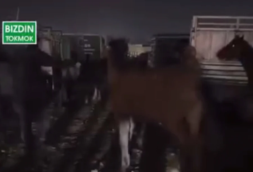 Полпред президента о скотном рынке в Токмаке: «Позор для региона»