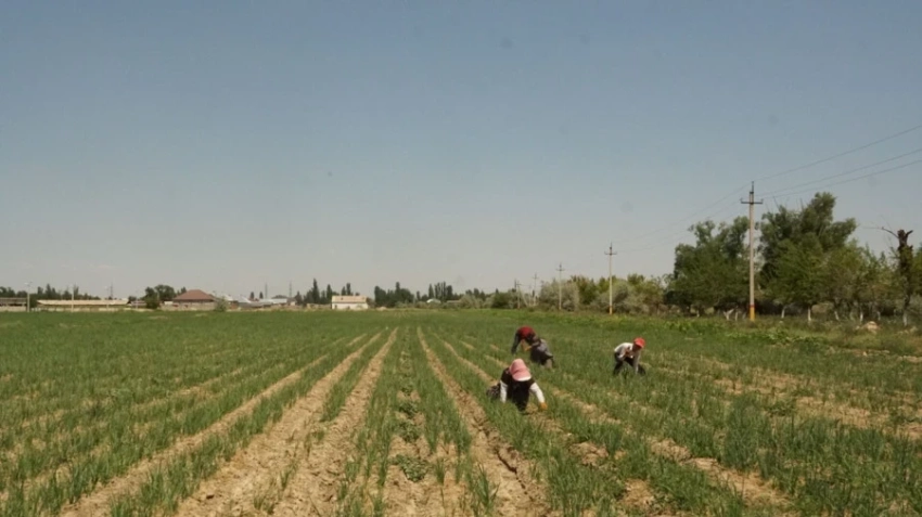 На юге Казахстана в 2026 году прогнозируется дефицит поливной воды