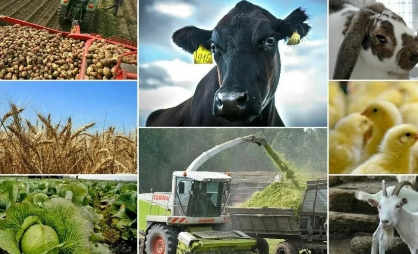 Впервые кыргызская отрасль семеноводства выходит на мировой рынок – Минсельхоз