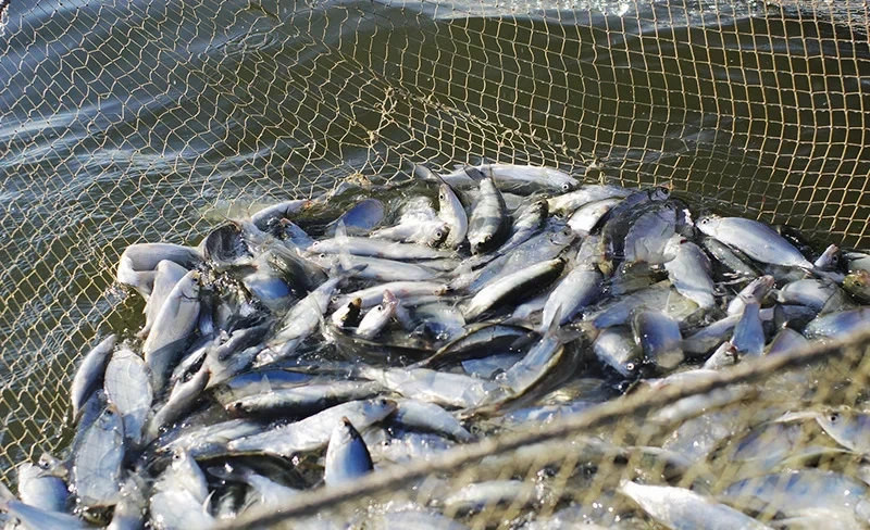 ЖК одобрил ратификацию соглашения ВТО по субсидиям в рыболовстве