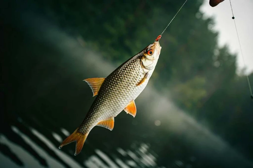 В 2025 году в Кыргызстане поступления от реализации рыболовных билетов и карточек в несколько раз превысили показатели прошлого года