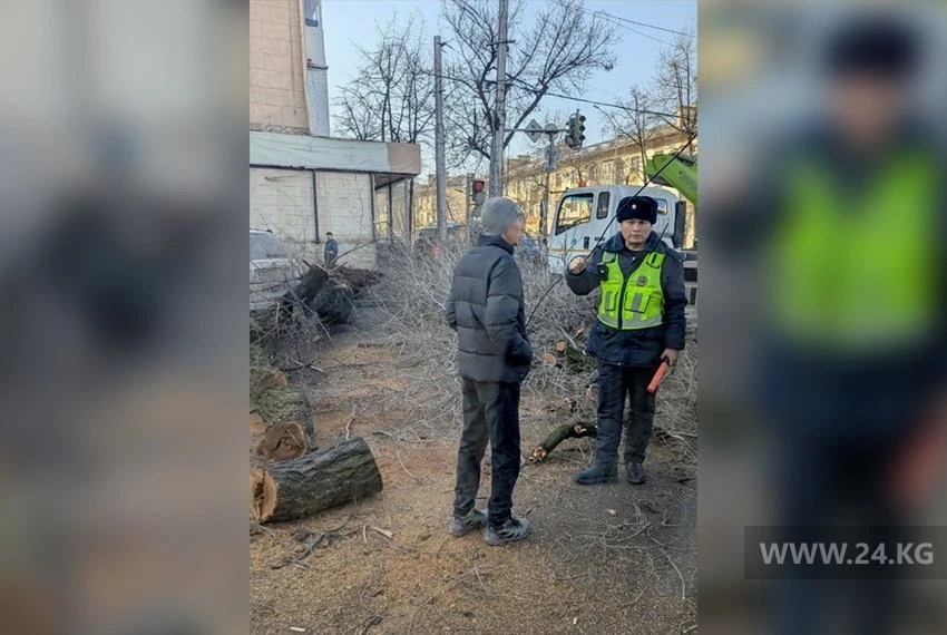 В центре Бишкека часами стоят пробки: коммунальщики пилят деревья на дороге