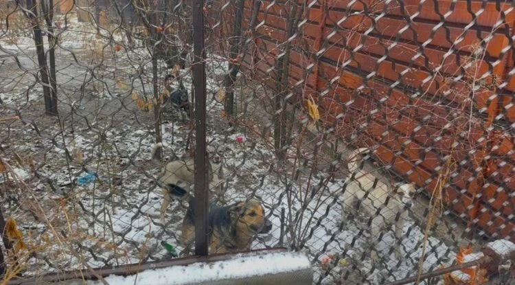 Отстрел собак в Бишкеке. Мэрия прокомментировала конфликт