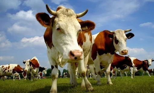 Племенной скот поможет снизить деградацию пастбищ в Кыргызстане — МСХ