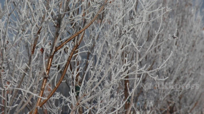 Теплый февраль прогнозируют синоптики в Казахстане