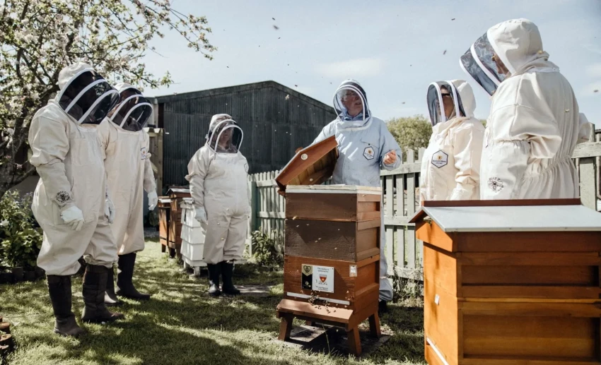 Британские компании устанавливают офисные ульи для улучшения благополучия сотрудников