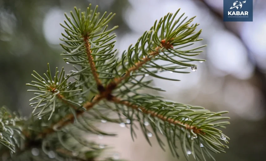 В Кыргызстане ожидаются дожди, снег и сильный ветер