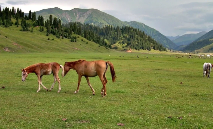 Минсельхоз призывает фермеров переходить на разведение породистого скота