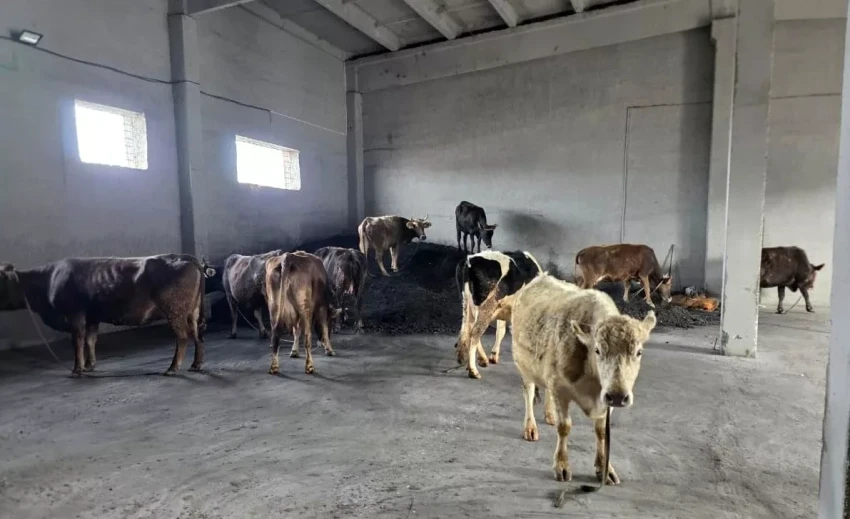 Пограничники Кыргызстана пресекли попытку незаконного перегона скота в Таджикистан